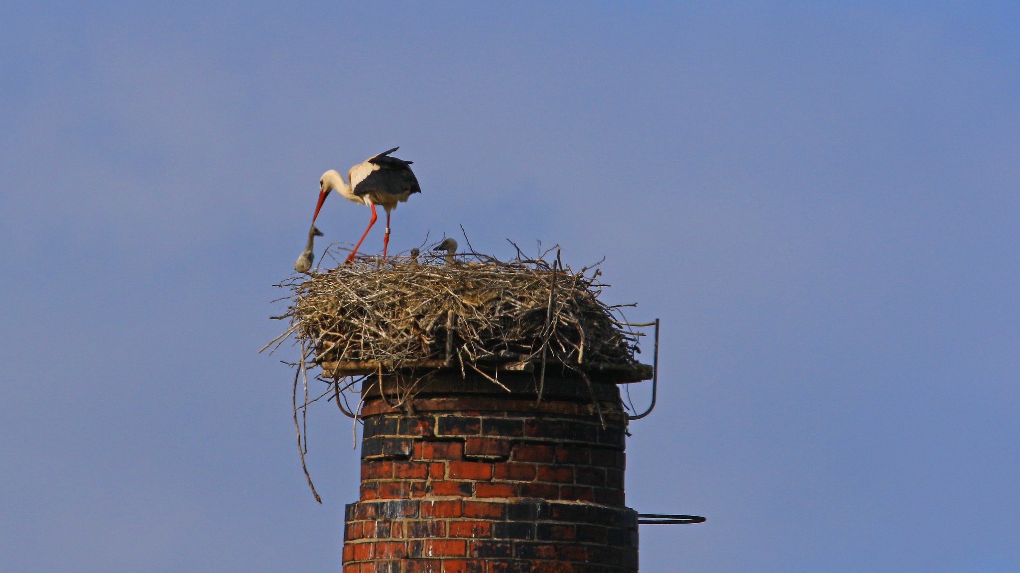 Ein Storch hat einen Jungvogel am Hals gepackt und wirft ihn aus dem Horst.