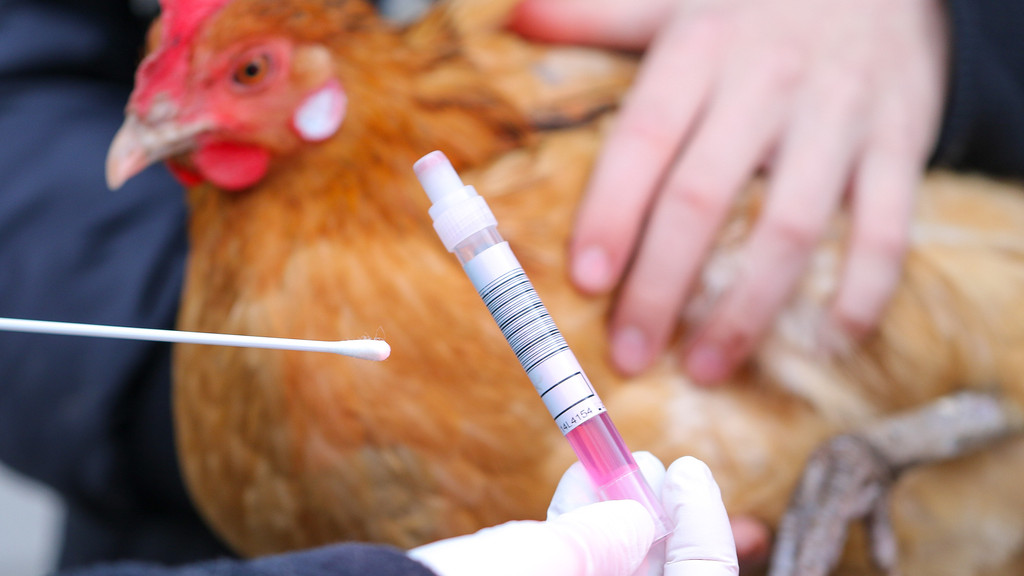 Ein Testset füreinen Abstrich zur Untersuchung auf Vogelgrippe wird von einer Hand mit Gummihandschuhen gehalten; Huhn im Hintergrund. Die Vogelgrippe H10N3 wurde in China wohl zum ersten Mal auf den Menschen übertragen