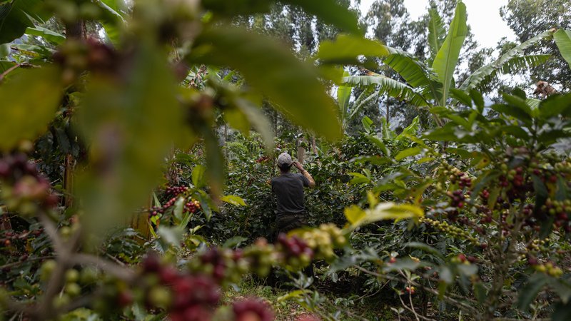 Ein Arbeiter prüft einen Kaffeestrauch auf einer Plantage in Kolumbien (Archivbild)