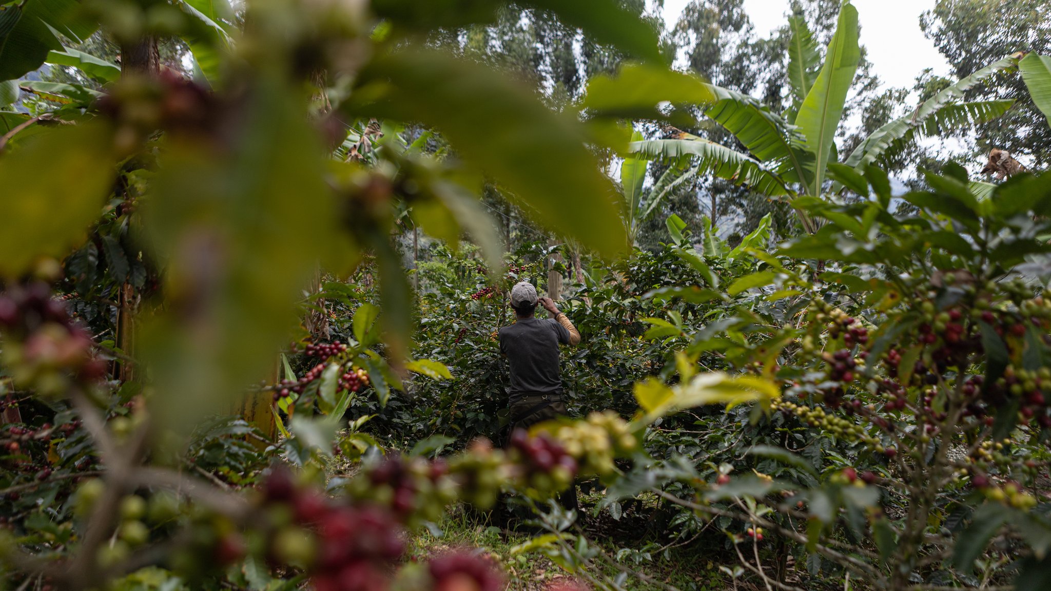 Ein Arbeiter prüft einen Kaffeestrauch auf einer Plantage in Kolumbien (Archivbild)