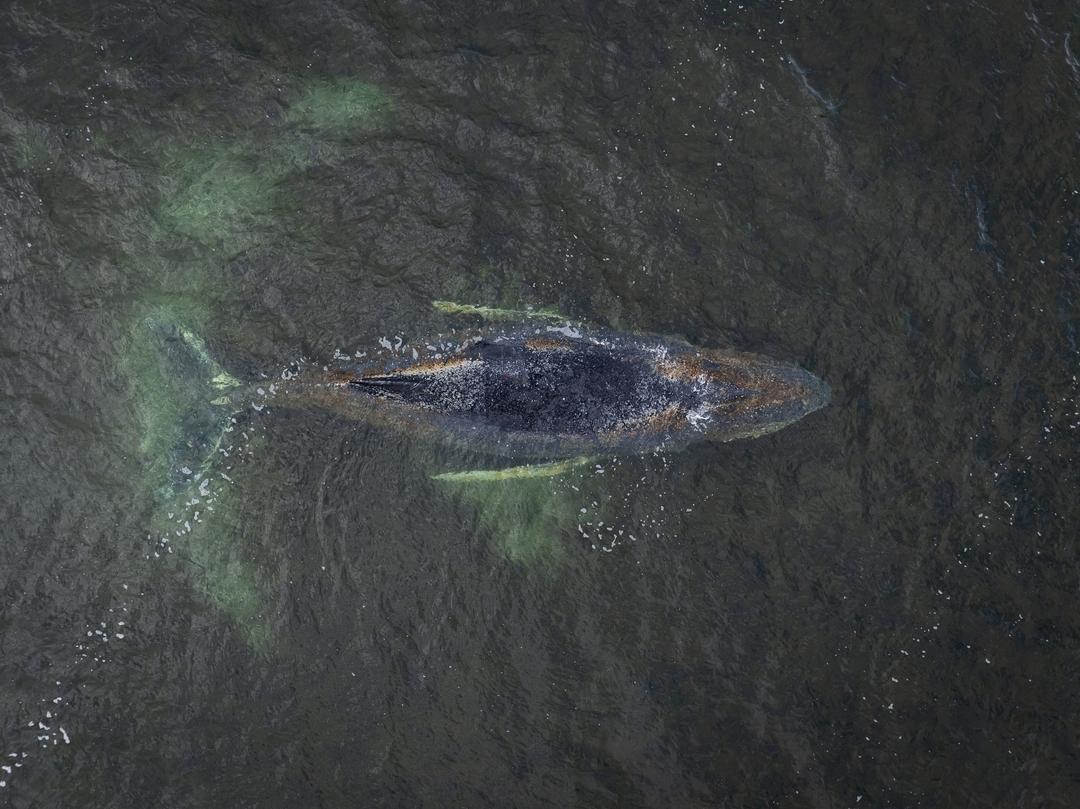 Der Buckelwal, der in der Ostsee gestrandet ist.