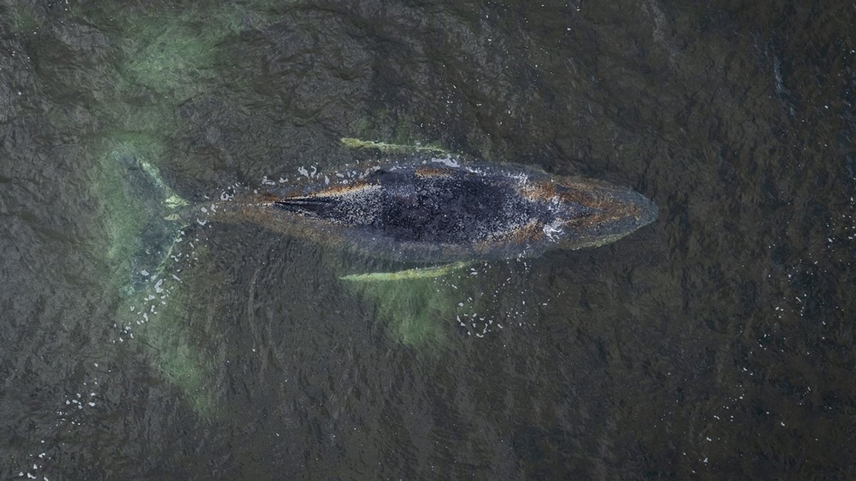 Verirrter Buckelwal in der Ostsee schwimmt wieder