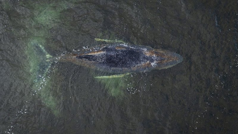 Der Buckelwal, der in der Ostsee gestrandet ist. | Bild: dpa-Bildfunk/Daniel Müller Der Buckelwal, der in der Ostsee gestrandet ist.