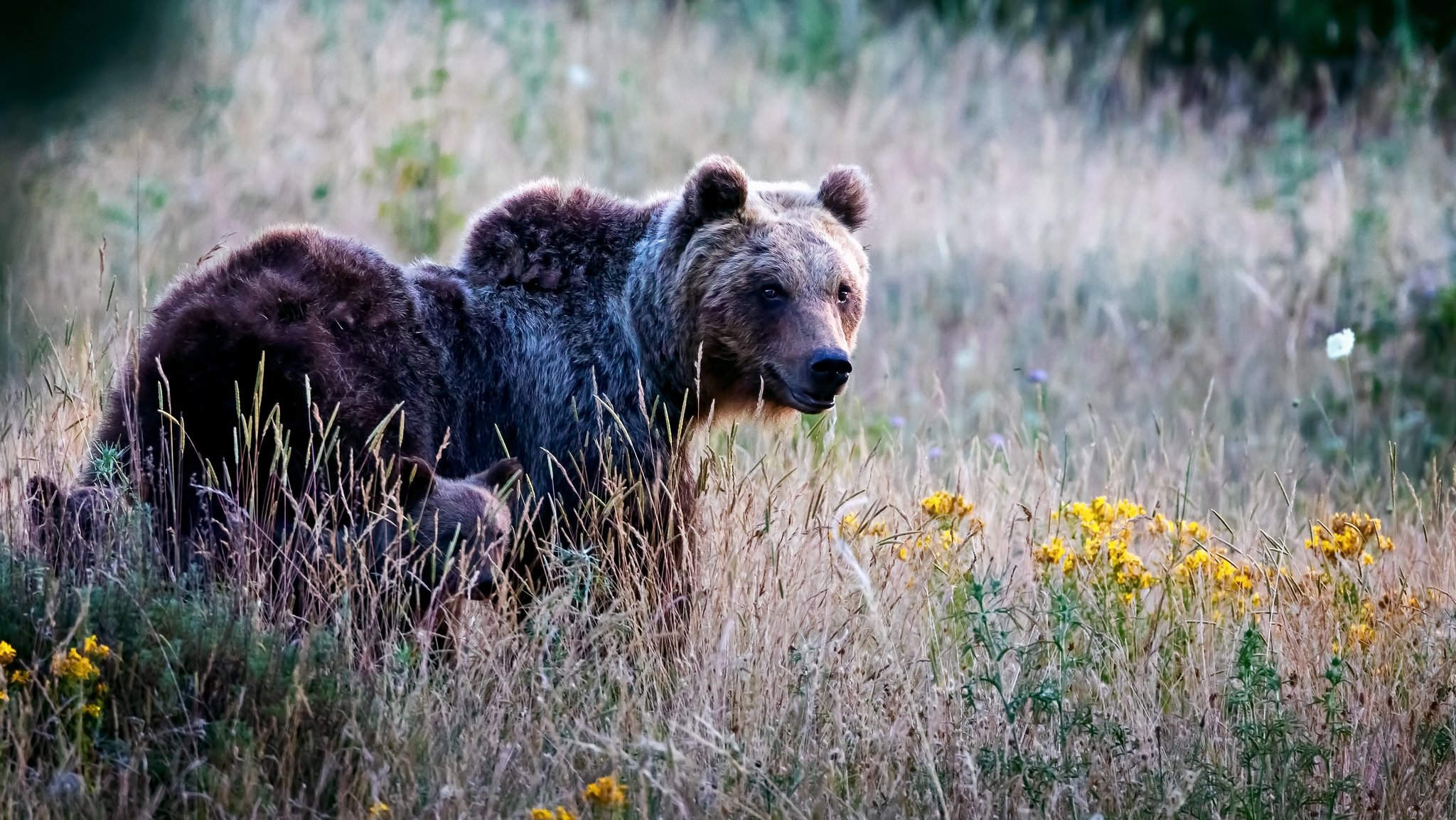 Archivbild: Braunbär in Italien