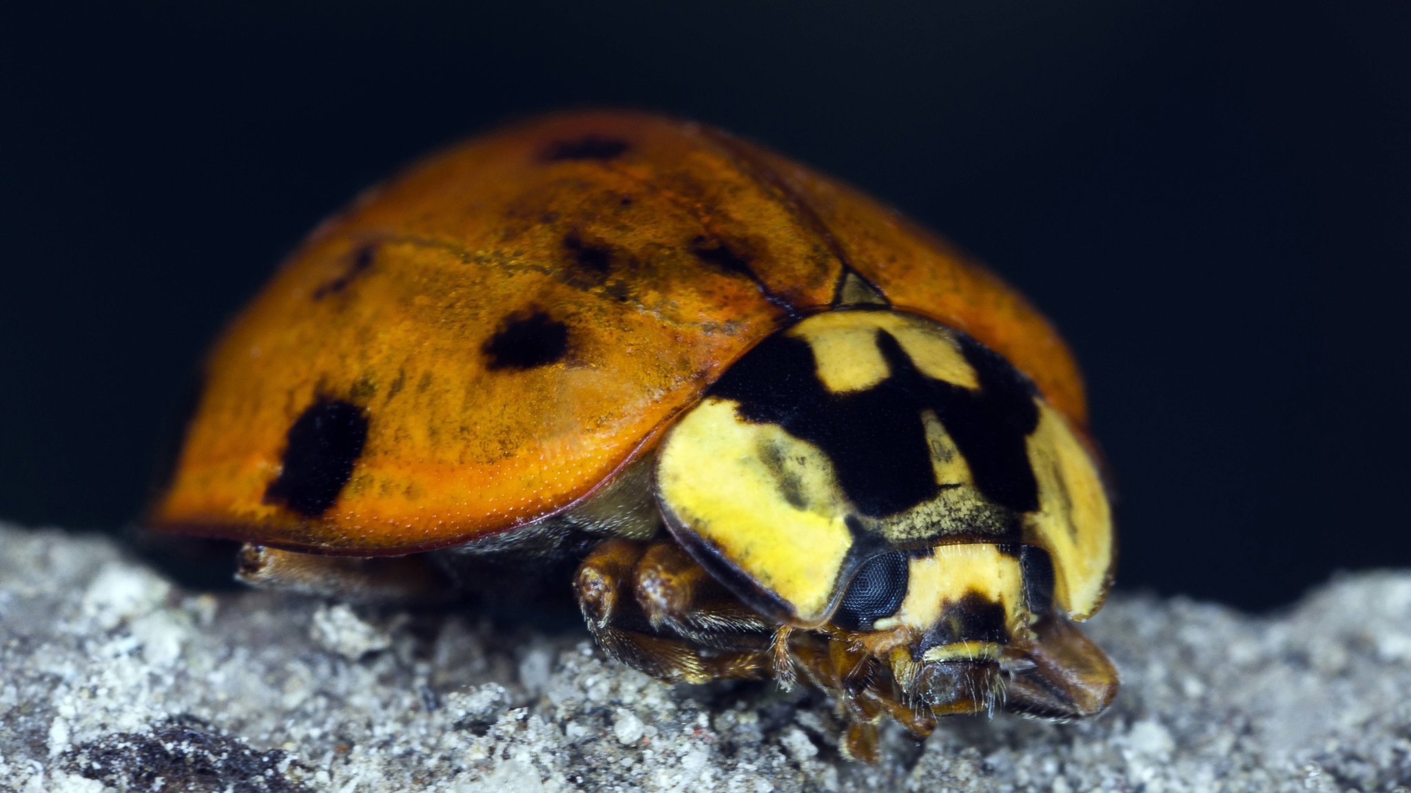 Nachtaufnahme eines Asiatischen Harlekin-Marienkäfers