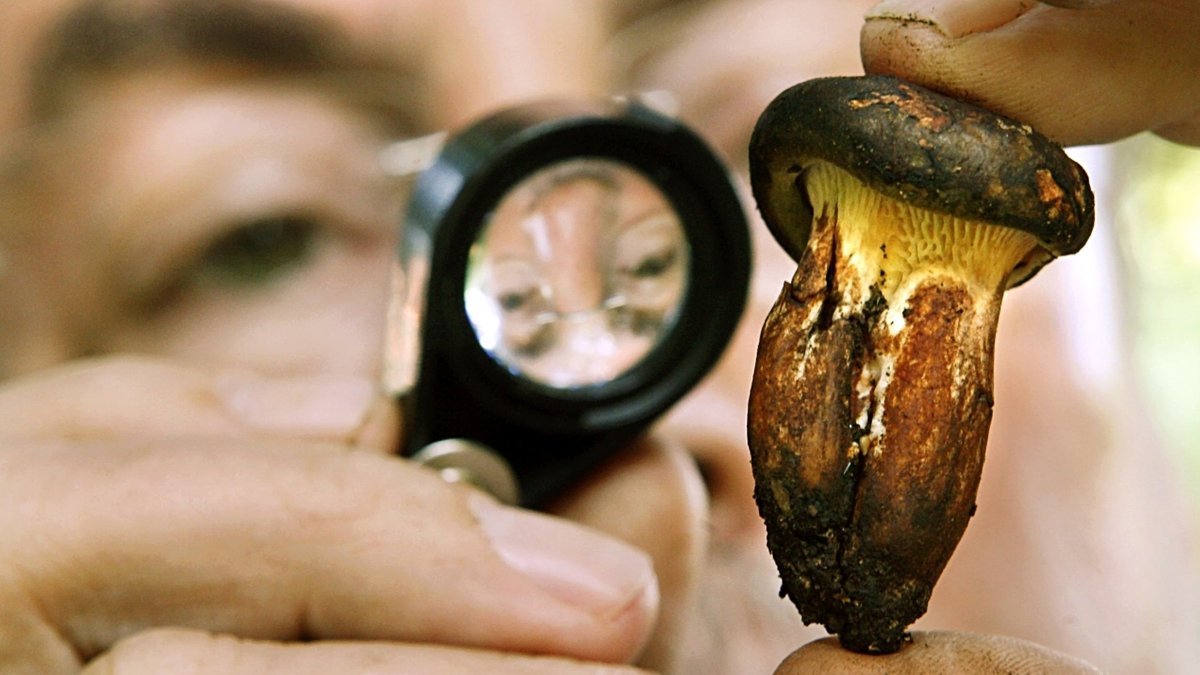 Pilz unter der Lupe | Bild: picture-alliance/dpa Pilz unter der Lupe