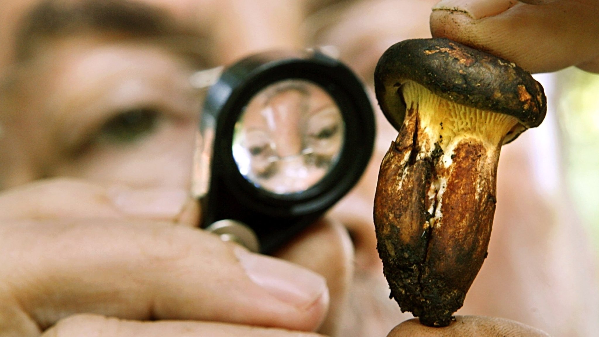 Pilz unter der Lupe | Bild: picture-alliance/dpa Pilz unter der Lupe