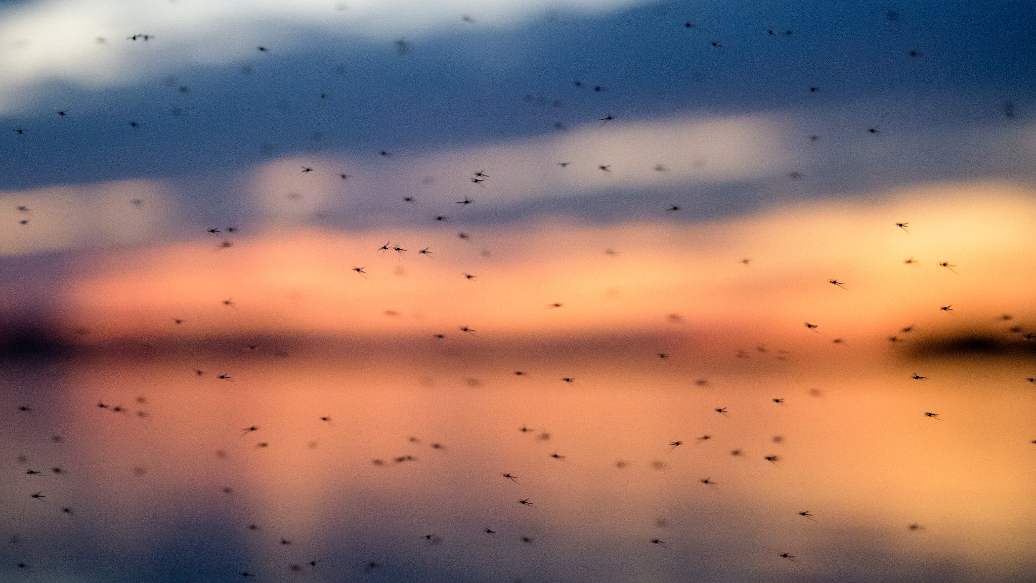 Mückenbekämpfung mit dem Hubschrauber am Chiemsee