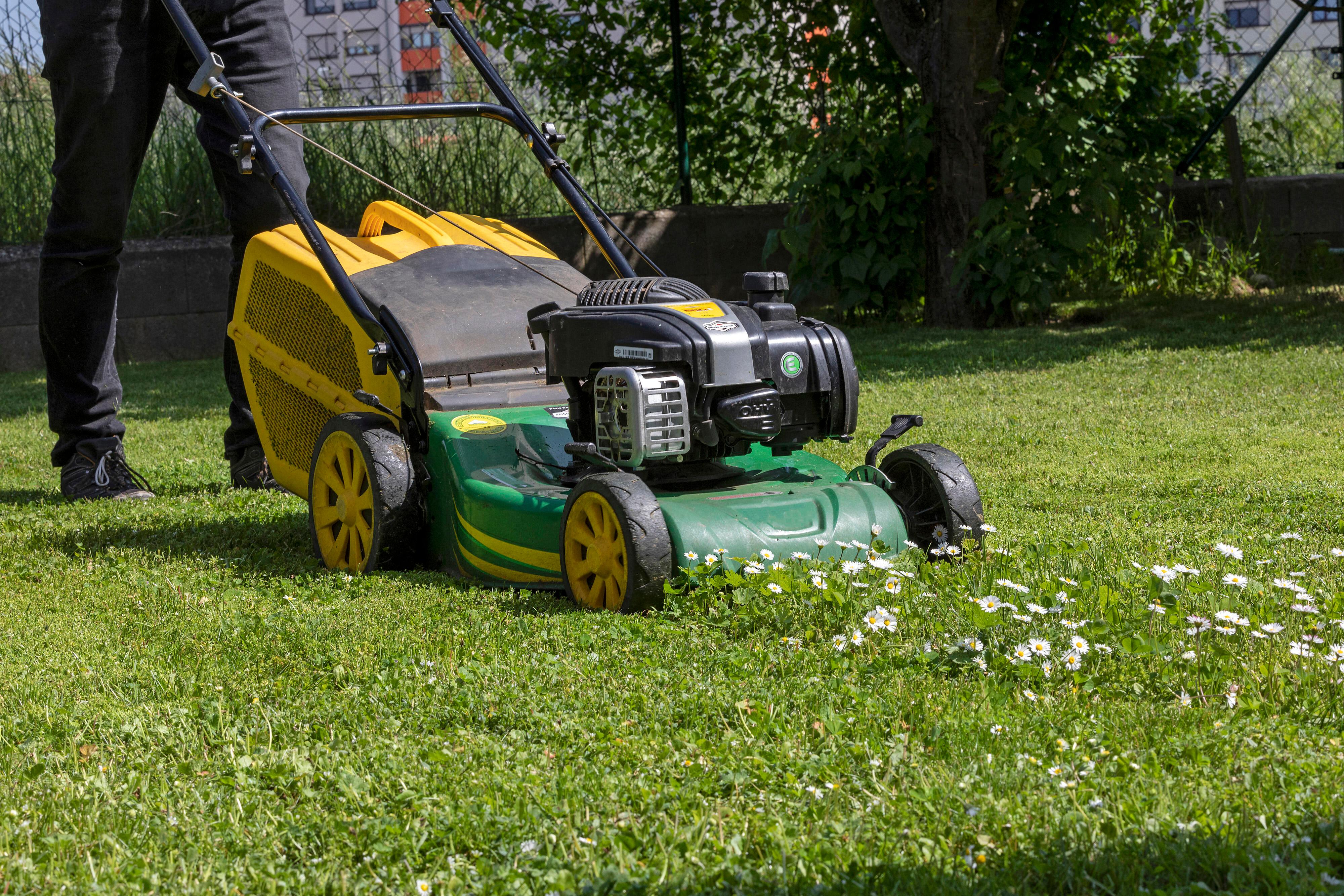 Ein Rasenmäher wird über einen Rasen geschoben
