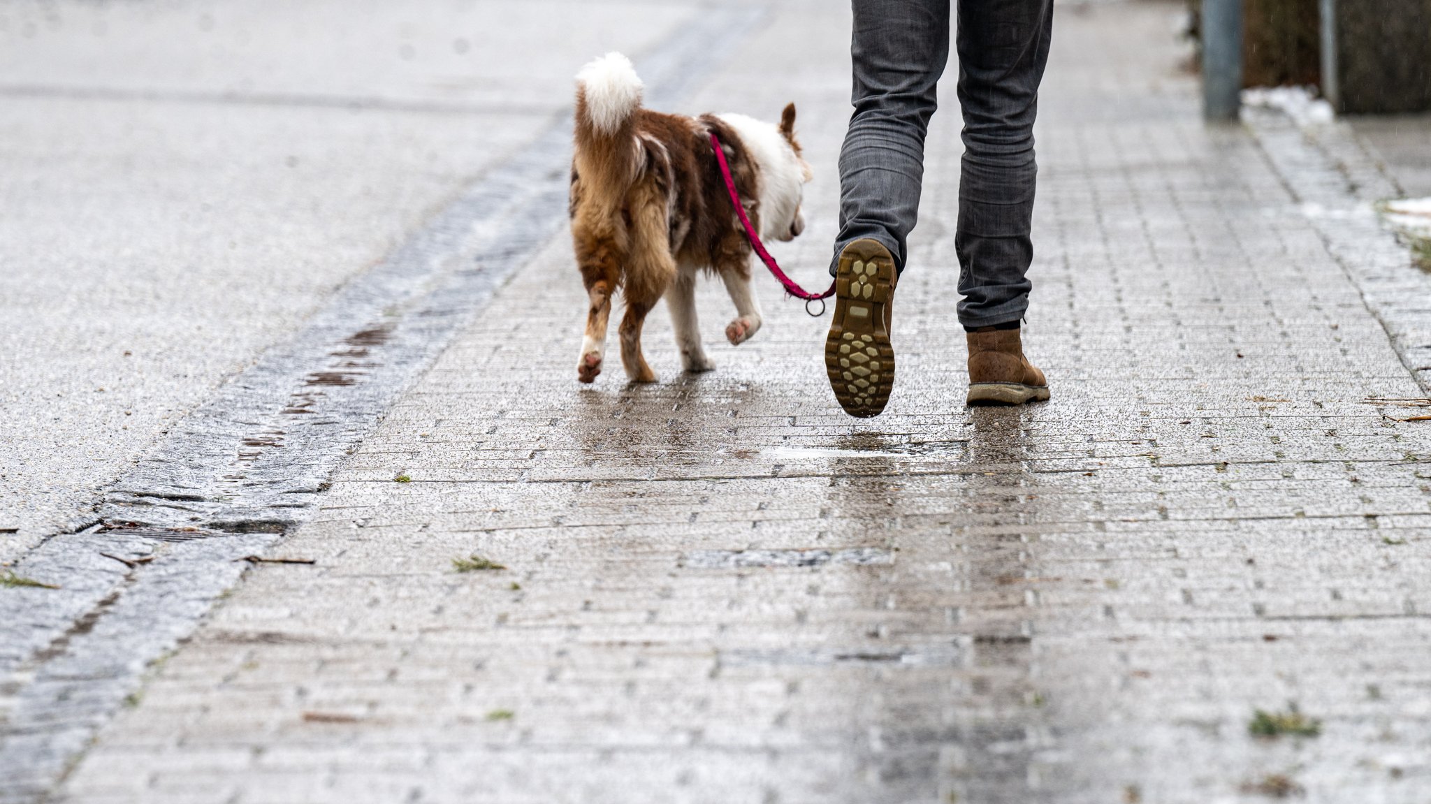 Archivbild: Ein Mann geht mit einem Hund über einen vereisten Weg