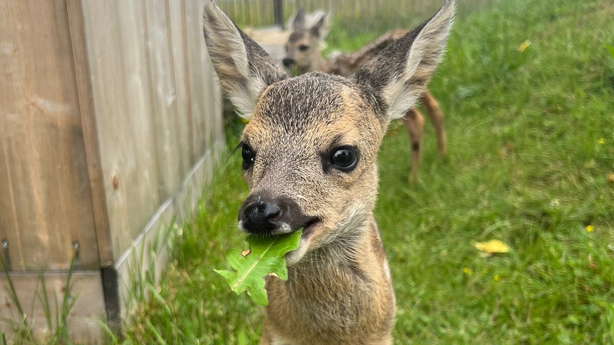 Zwei Rehkitze stehen in einem Garten. Eines hat ein Blatt im Mund. | Bild: privat/Axel Köppen Zwei Rehkitze stehen in einem Garten. Eines hat ein Blatt im Mund.