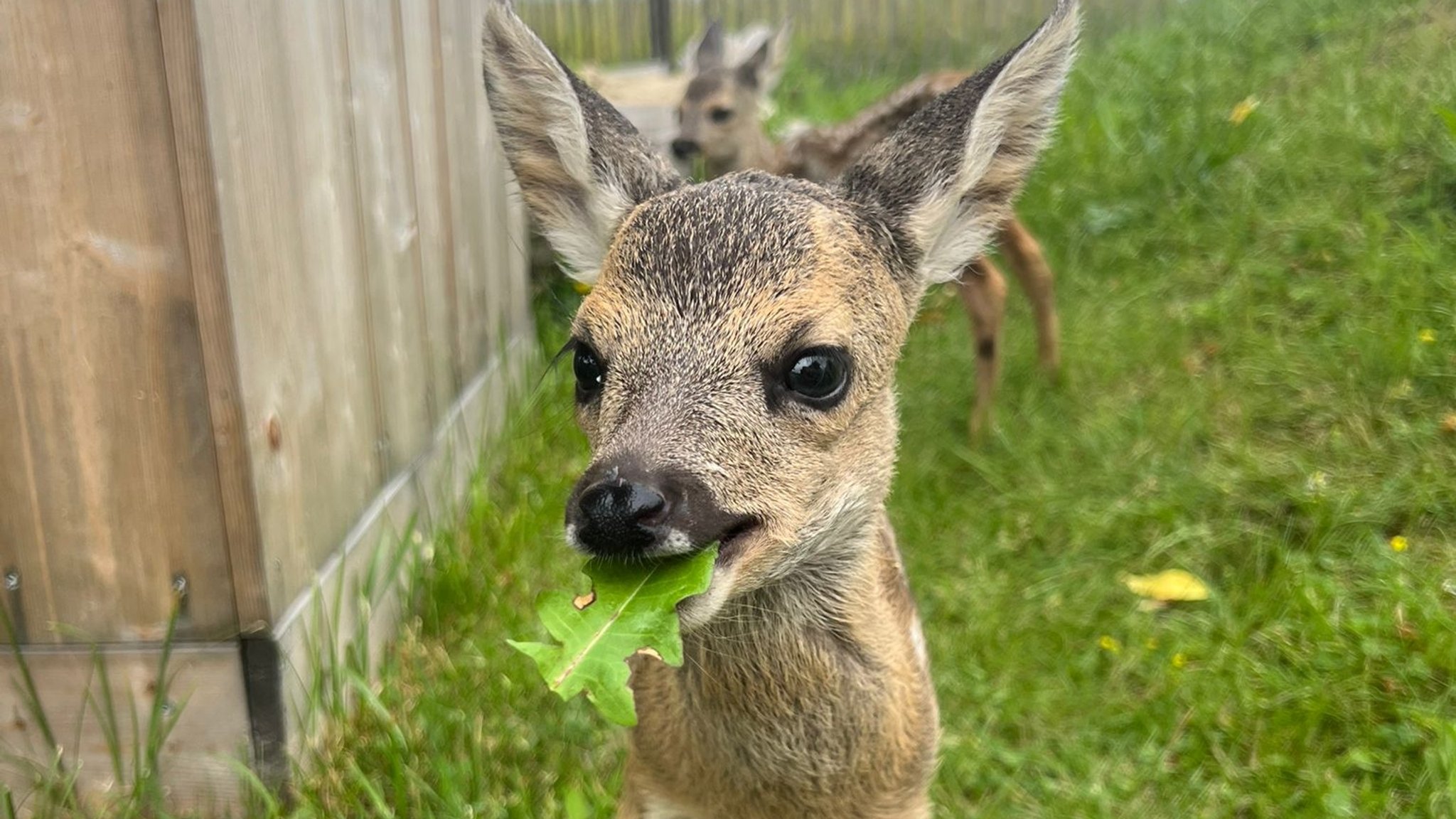 Zwei Rehkitze stehen in einem Garten. Eines hat ein Blatt im Mund. 