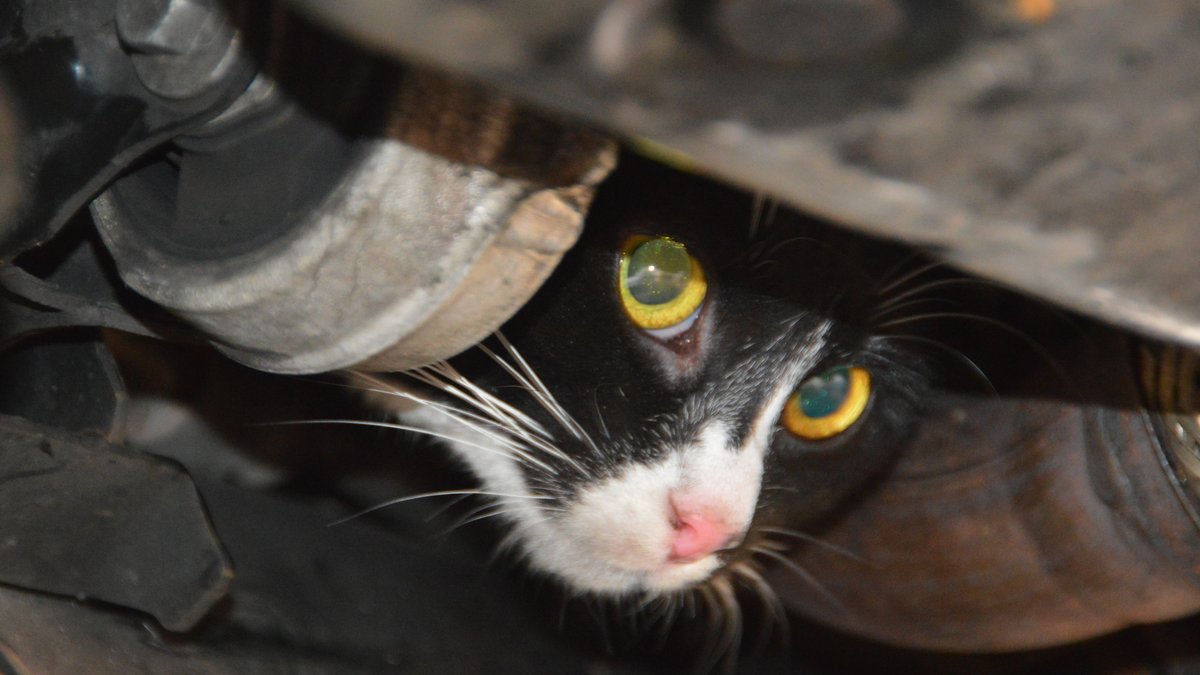 Katze im Motorraum: Plötzlich machte das Auto "Miau"