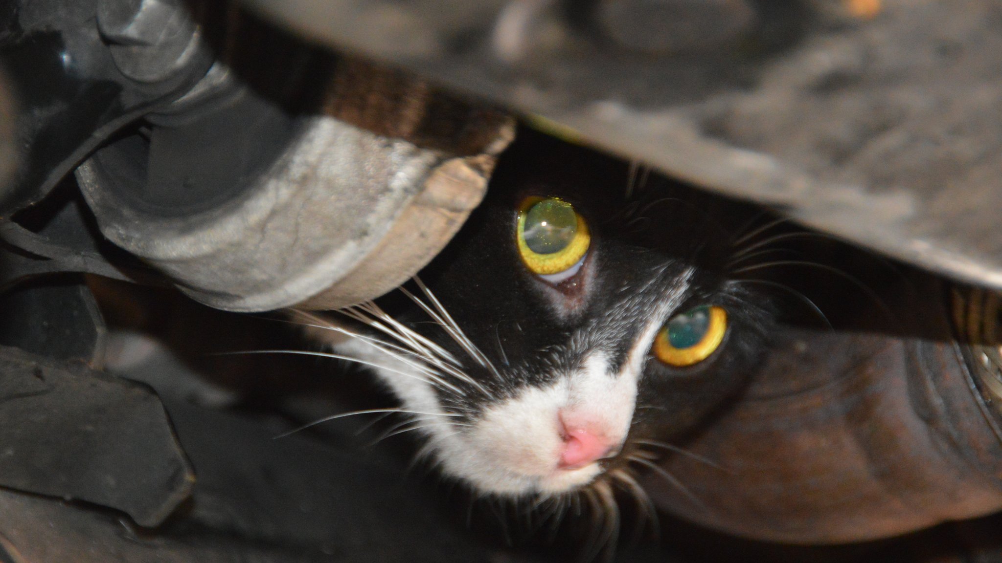 Immer wieder verstecken sich Katzen im Motorraum von Autos (Symbolbild)