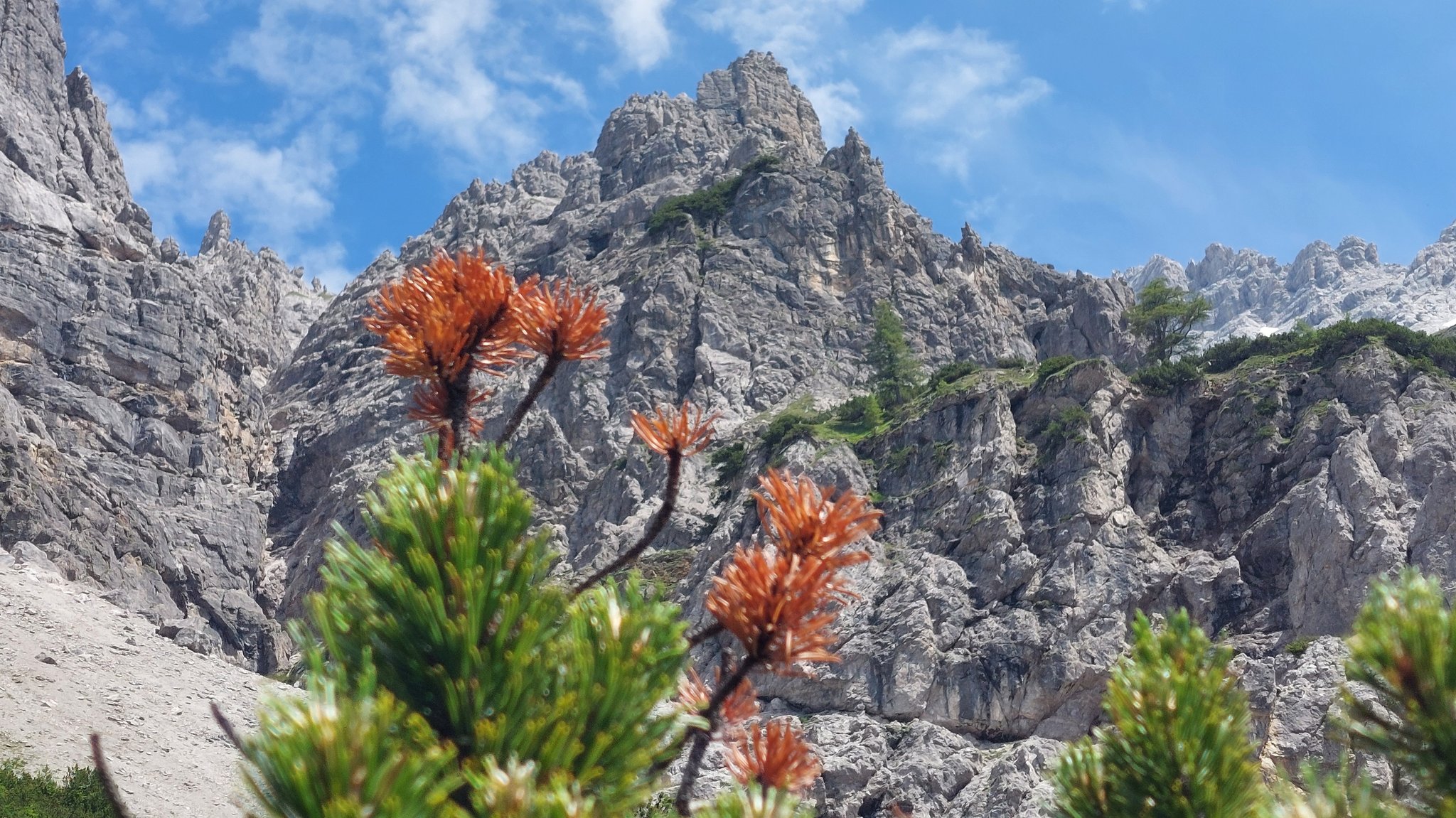 Von Nadelbräune befallen Latsche im Wimbachgries im Nationalpark Berchtesgaden