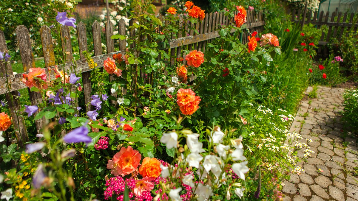 Holzzaun in einem Bauerngarten, umgeben von blühenden Glockenblumen und Rosen.