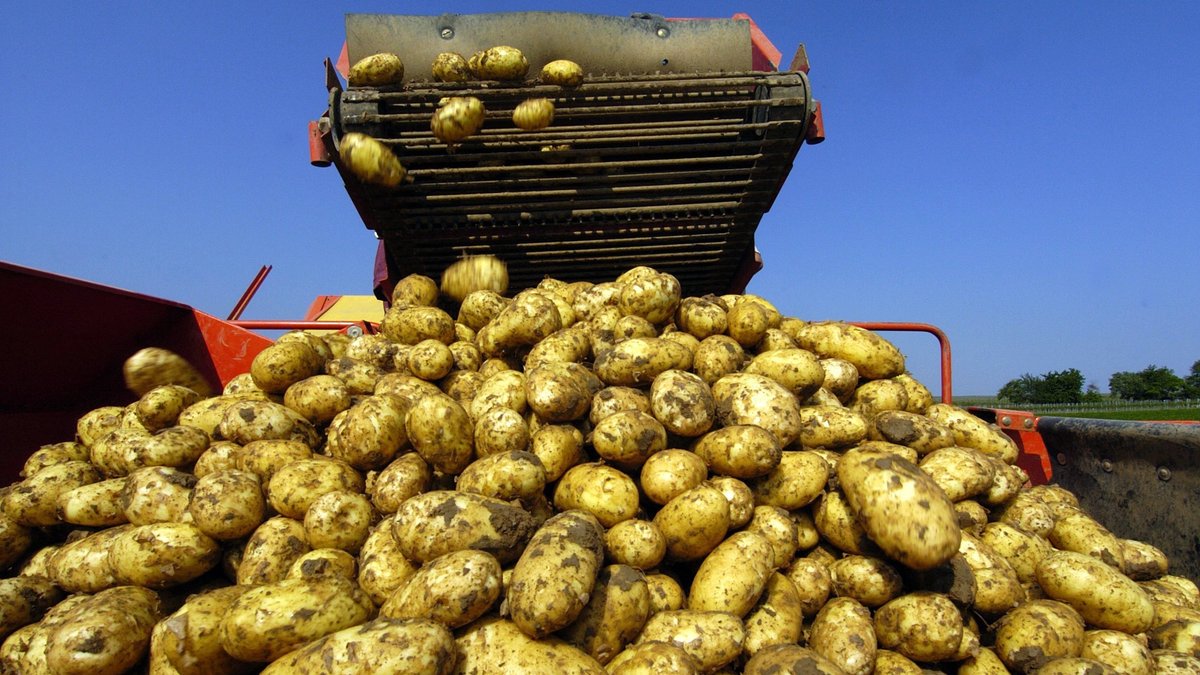 Kartoffeln fallen auf einen Kartoffelvollernter
