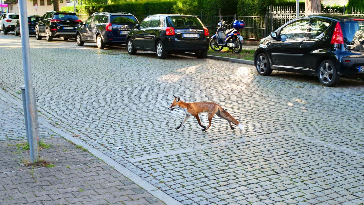 Ein Rotfuchs (Vulpes vulpes) läuft am hellichten Tag über eine Straße neben parkenden Autos in ein Wohngebiet im Südwesten der Hauptstadt. 