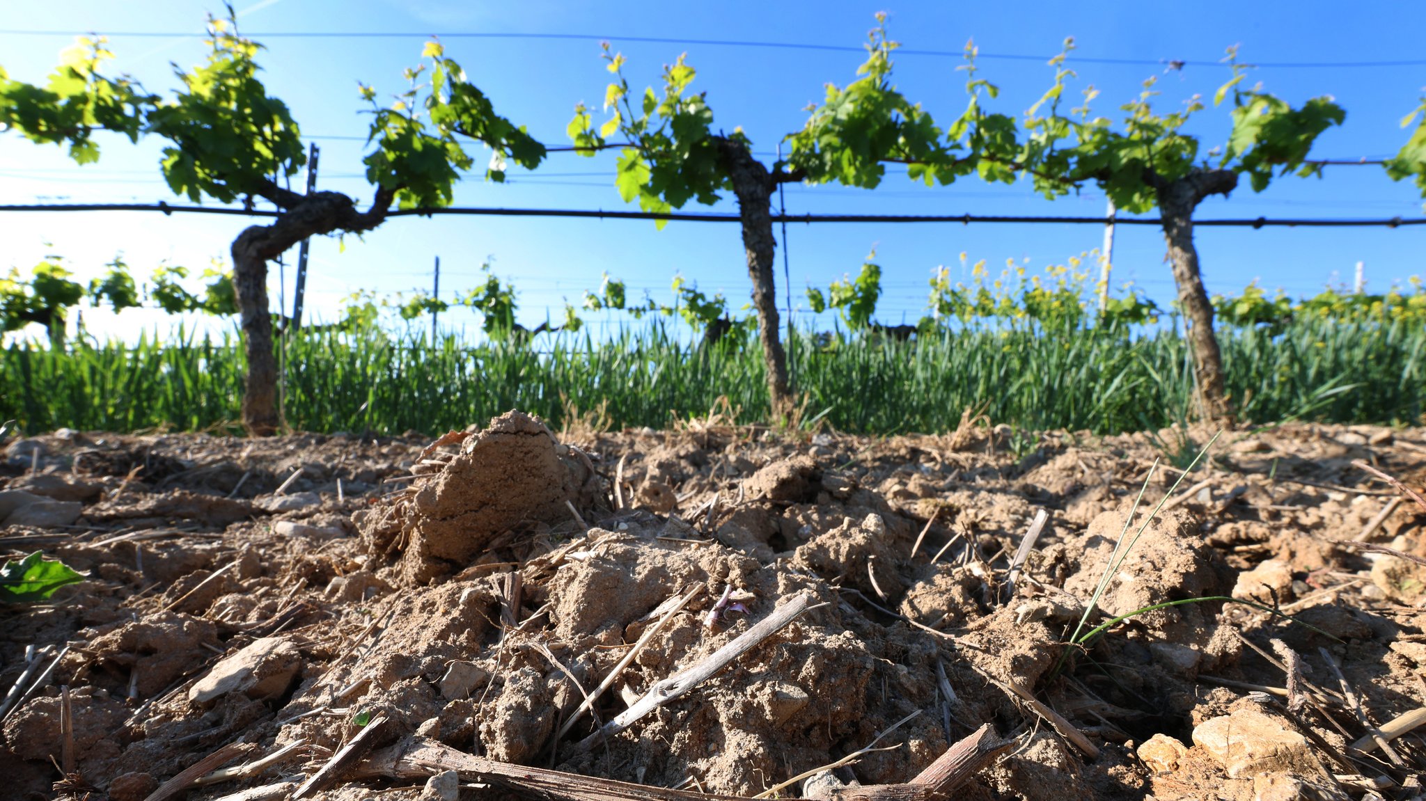 Unterfränkische Weinreben auf trockenem Boden | Bild: pa/dpa/Karl-Josef Hildenbrand Unterfränkische Weinreben auf trockenem Boden