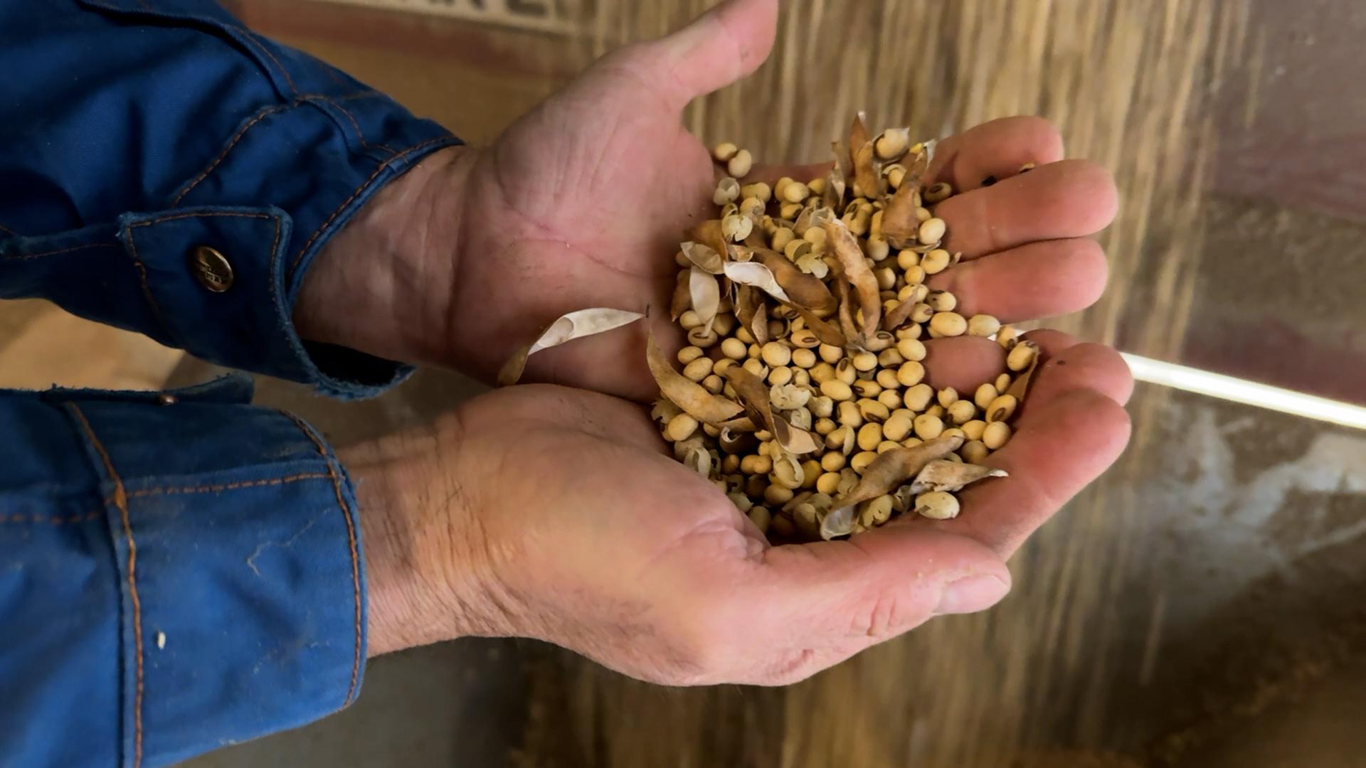 Landwirt Werner Bernreuther ist Pionier im Soja-Anbau. Er sieht große Chancen für Soja, befürchtet aber Nachteile durch den Regenwald-Schutz.