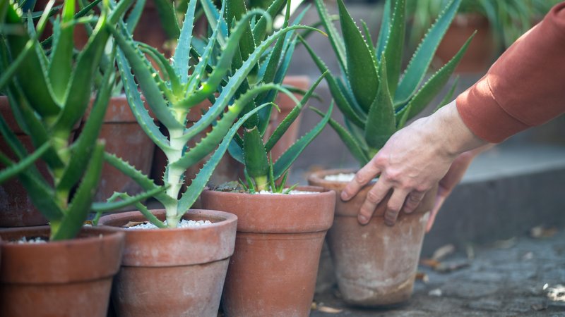 Vier Tontöpfe mit Aloe Vera | Bild: picture alliance / Zoonar | Dmitrii Marchenko Vier Tontöpfe mit Aloe Vera