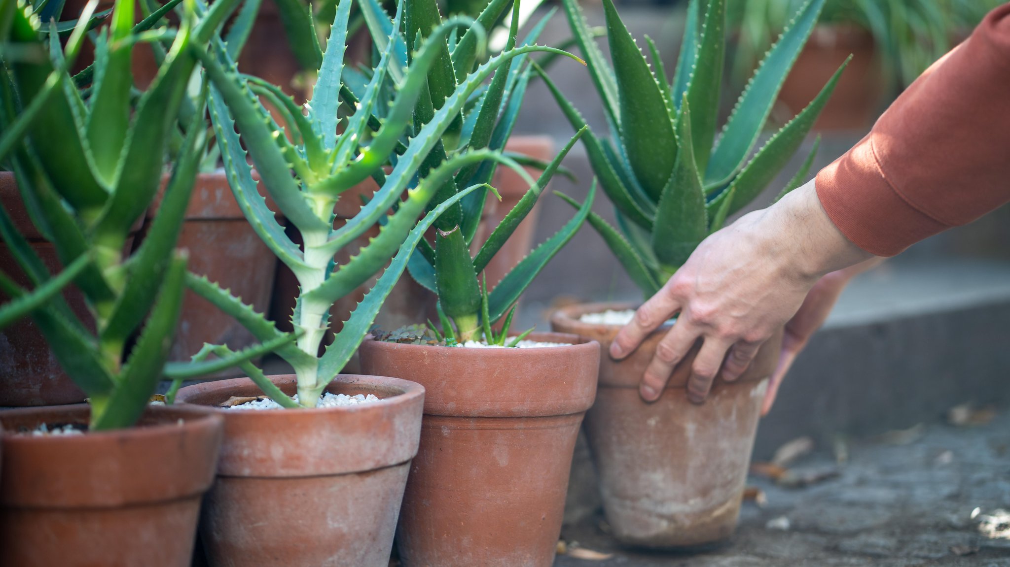 Vier Tontöpfe mit Aloe Vera