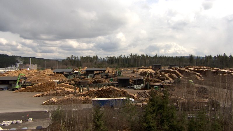Ziegler-Sägewerk in der Oberpfalz | Bild: BR24 Ziegler-Sägewerk in der Oberpfalz