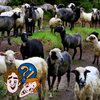 Schrumpfen Schafe, wenn es regnet? | Bild: Colourbox