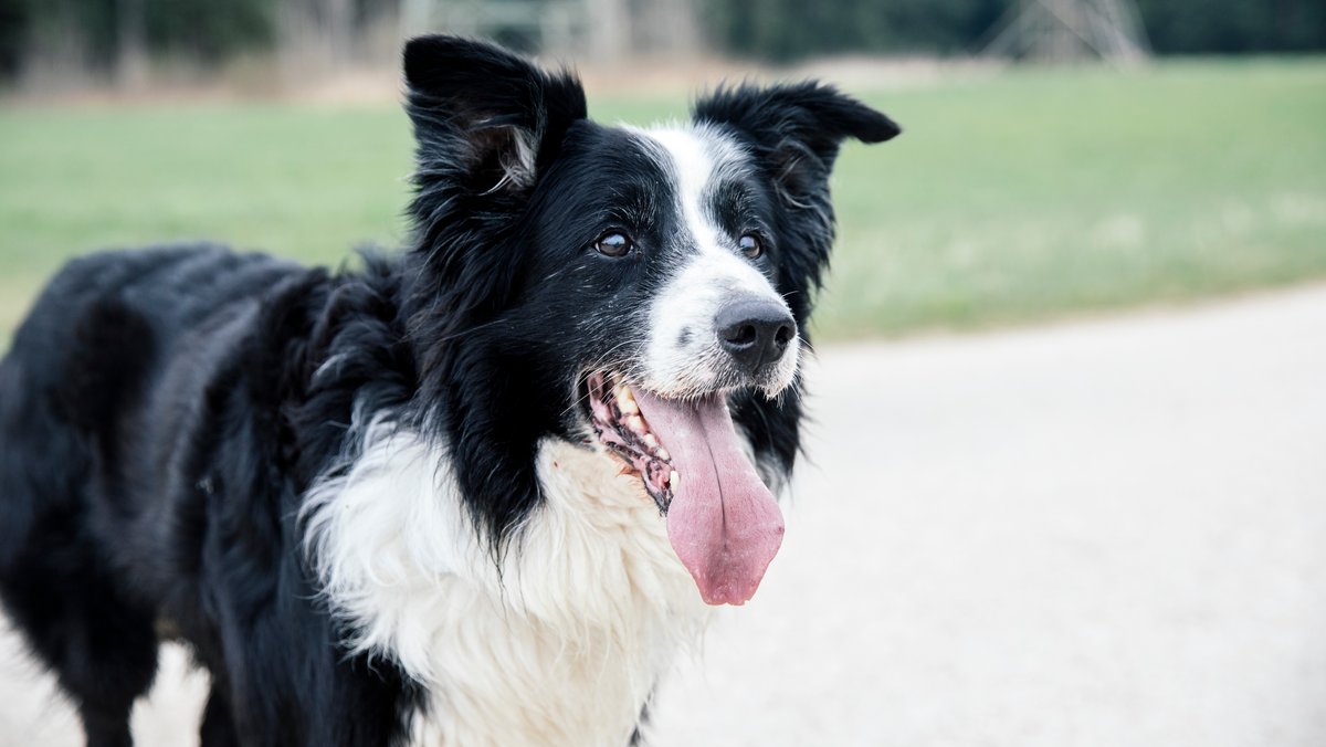 Hund mit hechelnder Zunge und gespitzten Ohren