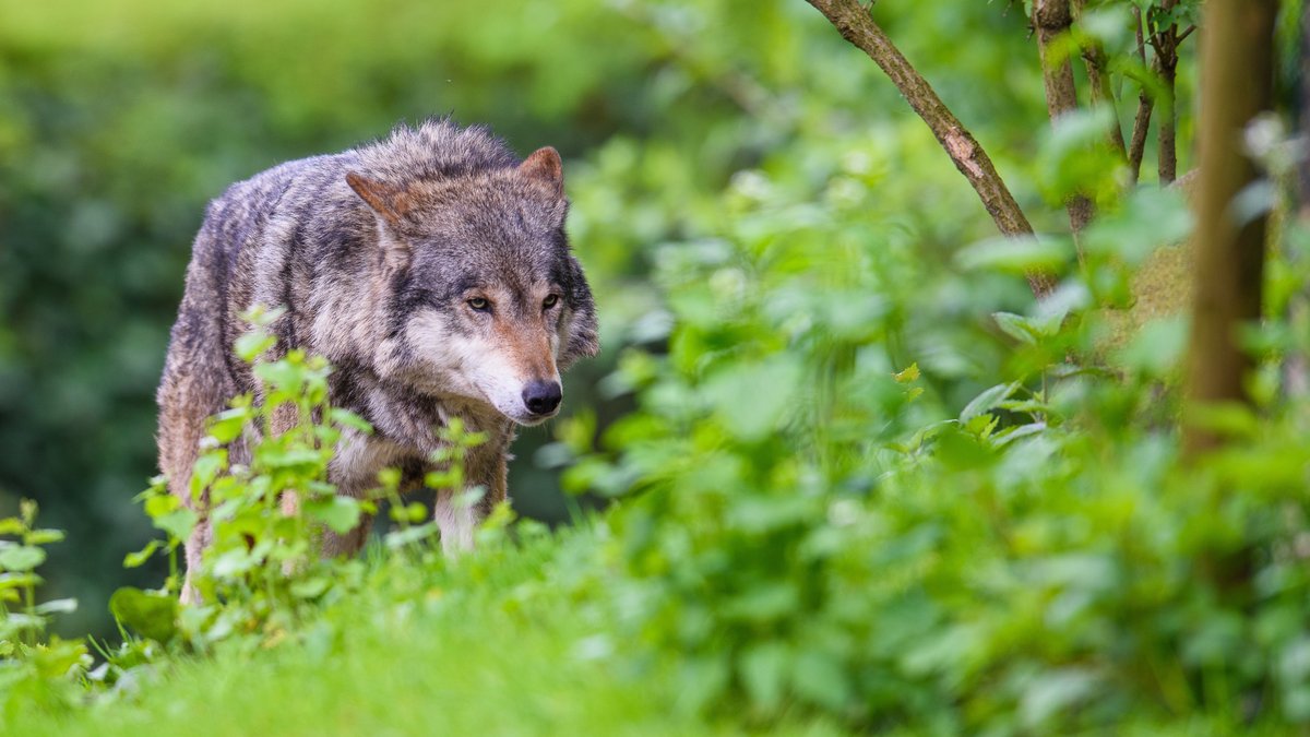 Gutachten: Wolfsverordnung widerspricht Bundes- und EU-Recht