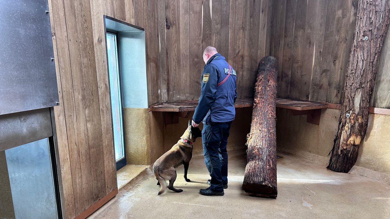 Ein Polizeihund und ein Polizist im Löwengehege im Straubinger Tiergarten.