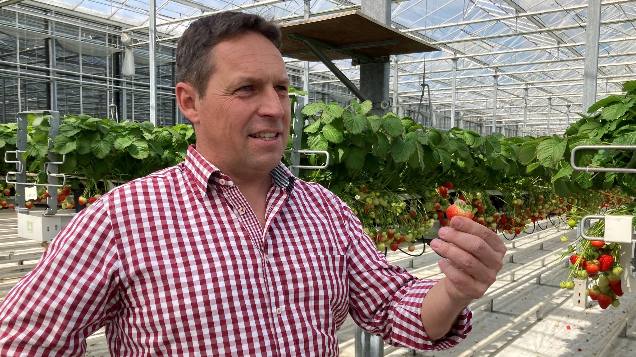 Gärtnermeister Fritz Boss in seinem seinem Gewächshaus mit Erdbeeren