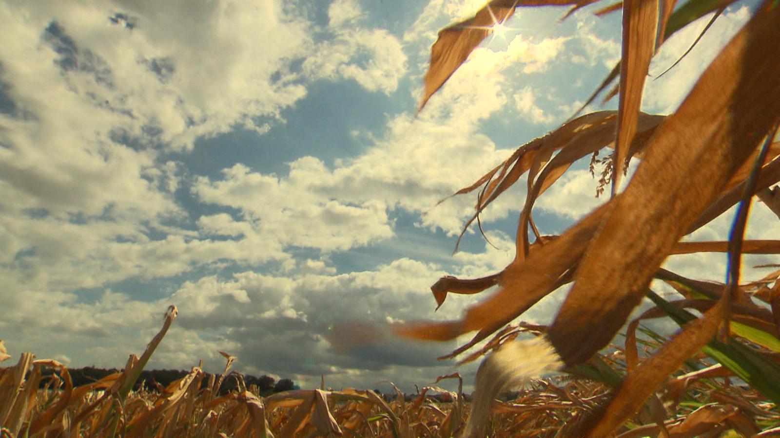 Klimawandel in der Landwirtschaft | BR24