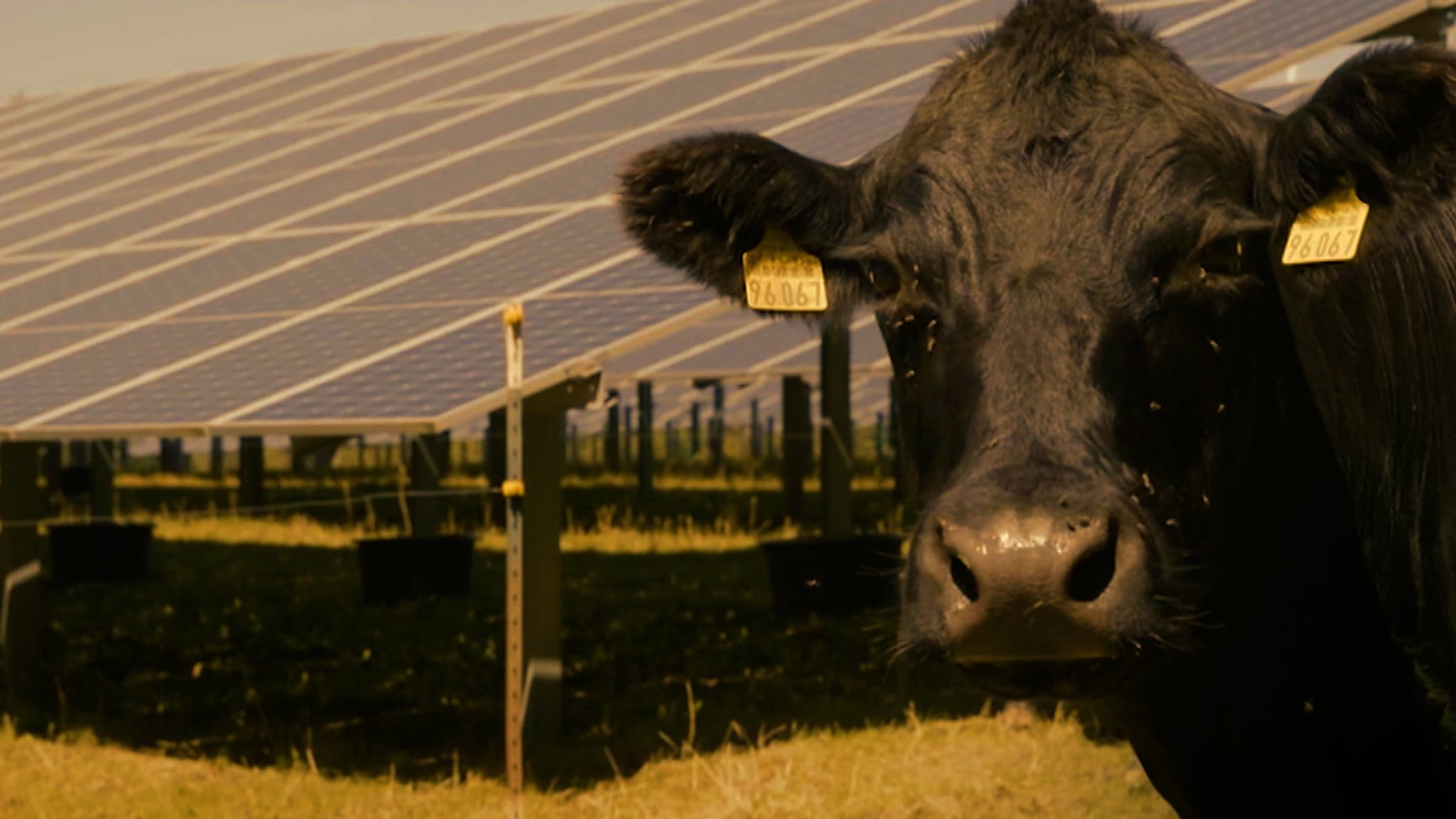 Eine Kuh steht vor einer PV-Freifläche