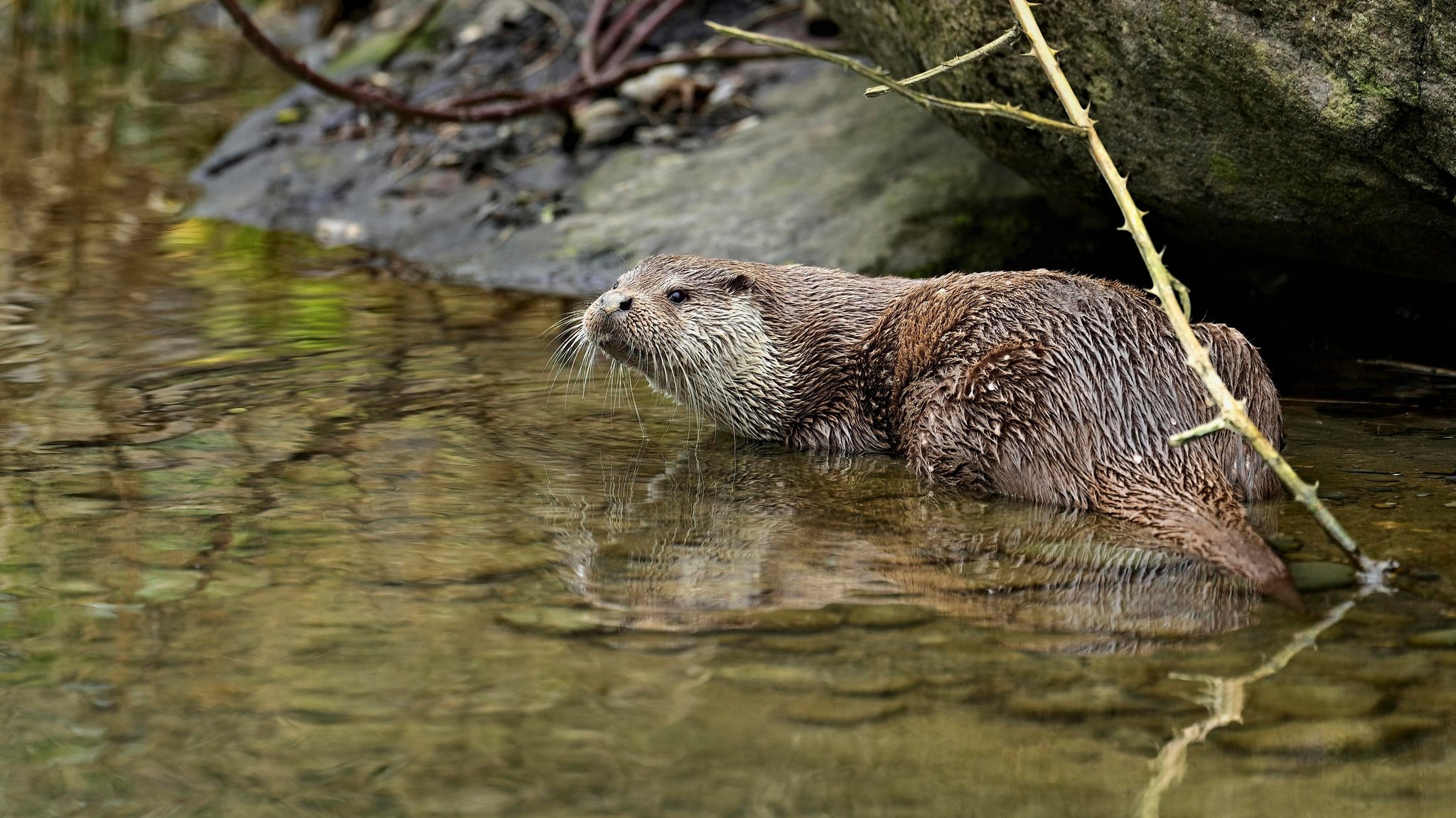 Ein Fischotter sitzt am Ufer eines Gewässers.