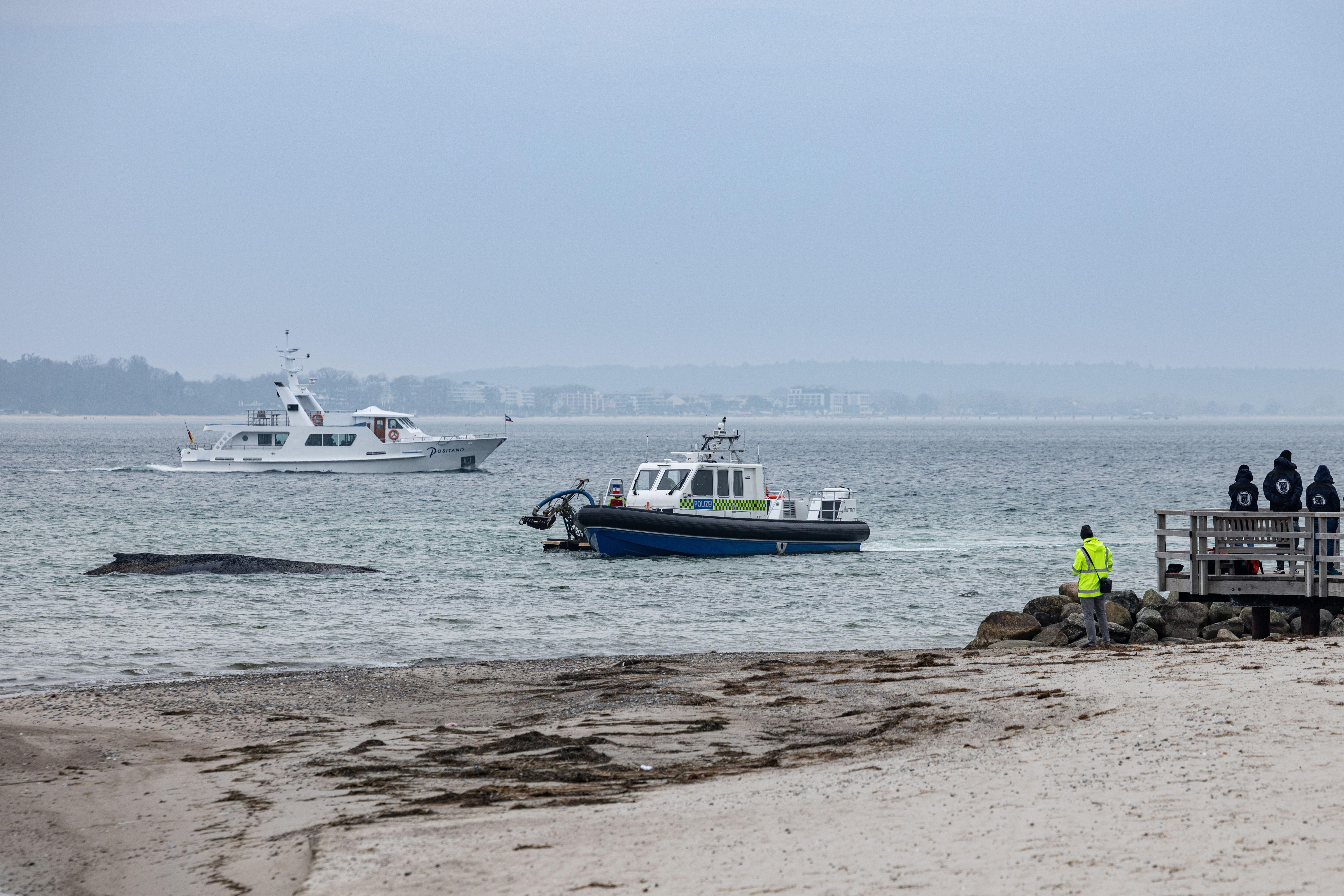 Gestrandeter Wal bei Niendorf