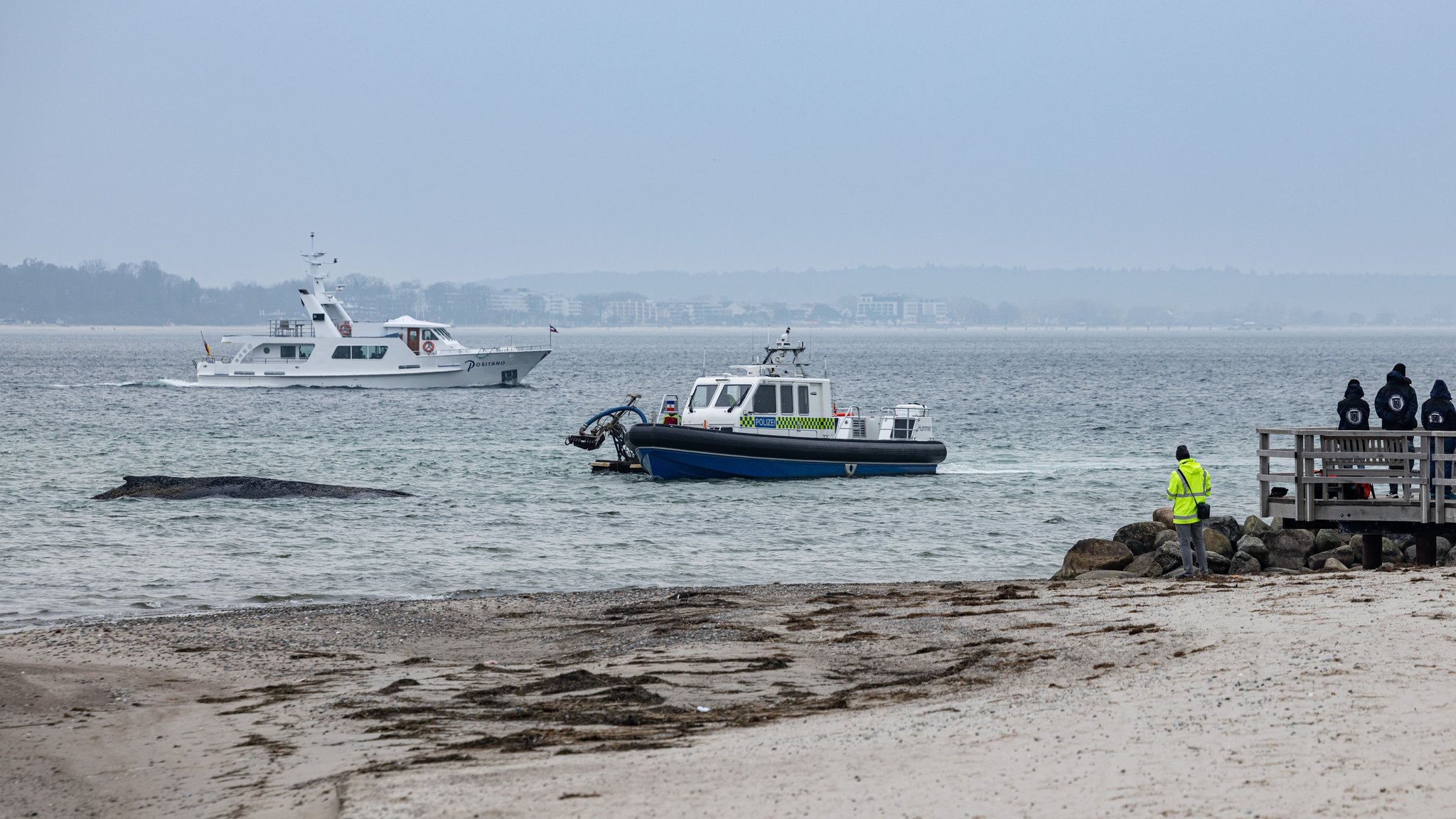 Gestrandeter Wal bei Niendorf