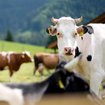 Bald weniger Biomilch? Weidepflicht lässt Biobauern verzweifeln | Bild: BR/Max Hofstetter