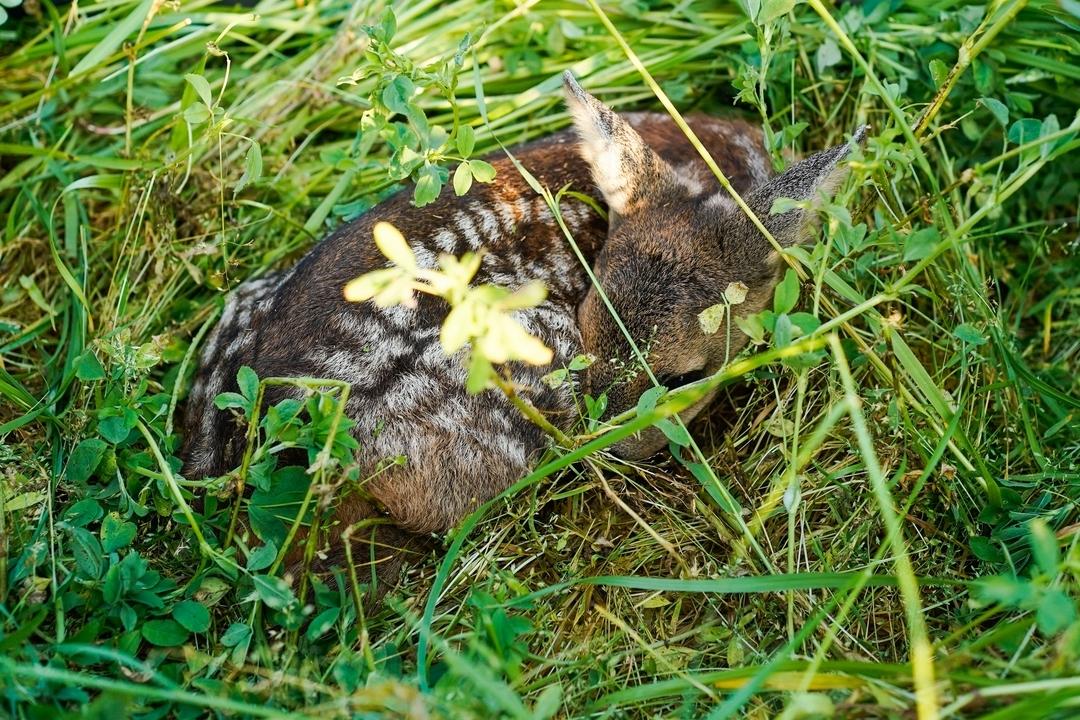 Ein Rehkitz liegt im Gras 