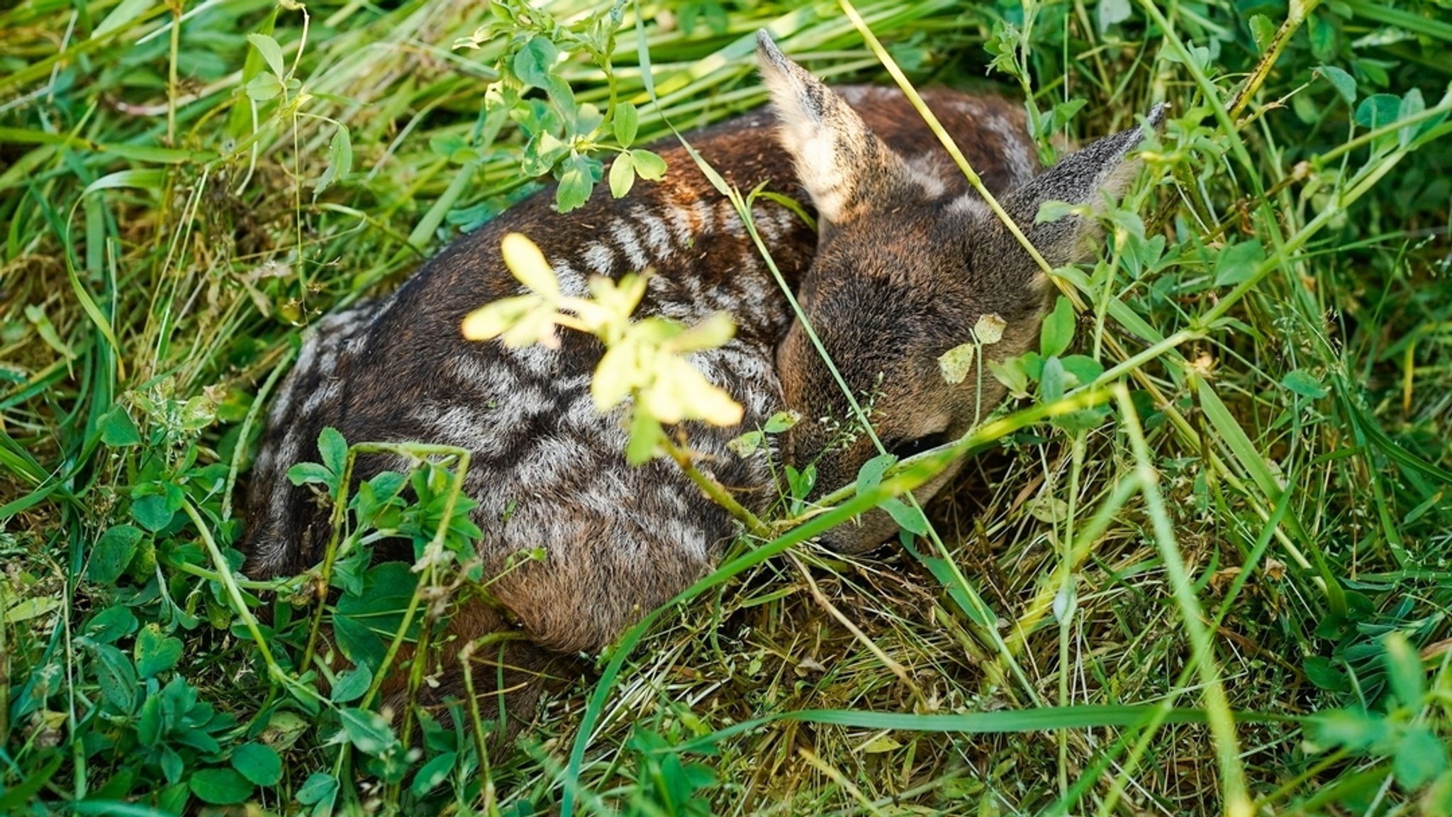 Ein Rehkitz liegt im Gras 
