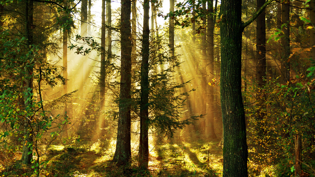 Sonnenstrahlen scheinen durch den Wald.