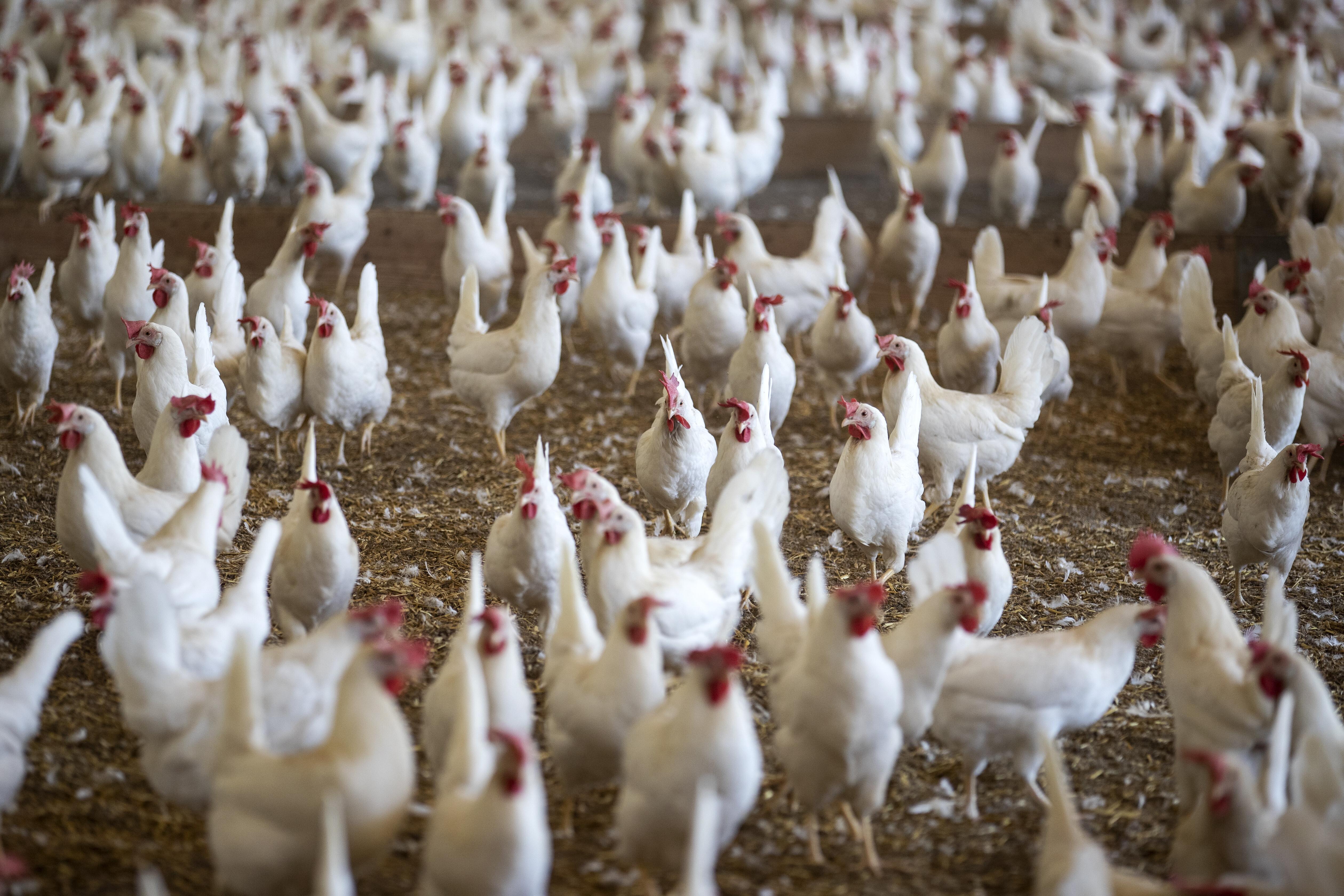 (Archivbild): Blick in einen Hühnerstall