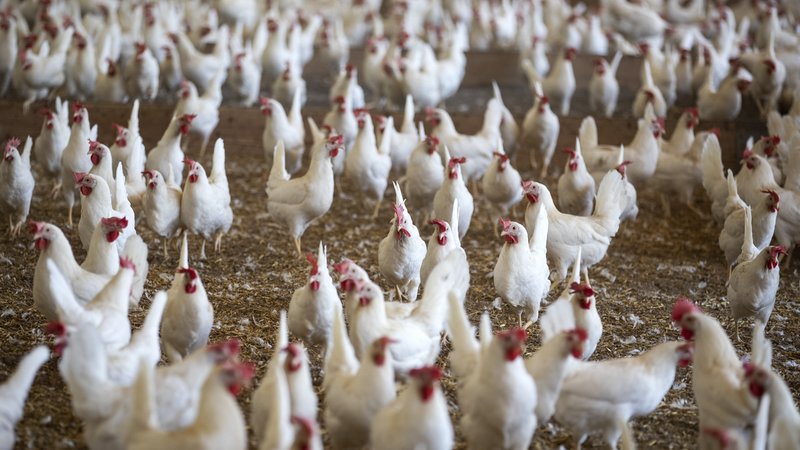 (Archivbild): Blick in einen Hühnerstall | Bild: pa/dpa/ALEXANDRA WEY (Archivbild): Blick in einen Hühnerstall