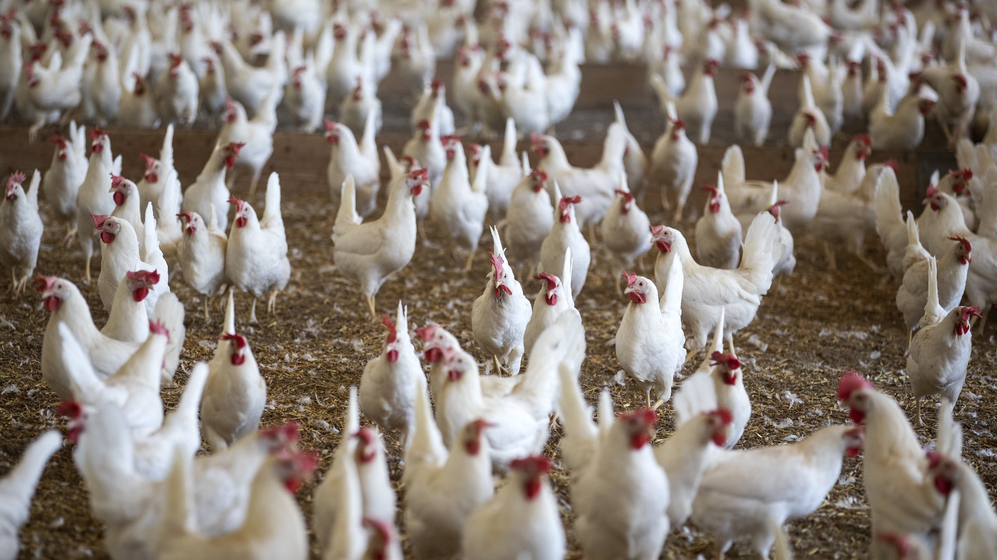 Newcastle-Krankheit: Behörden lassen 100.000 Legehennen töten  