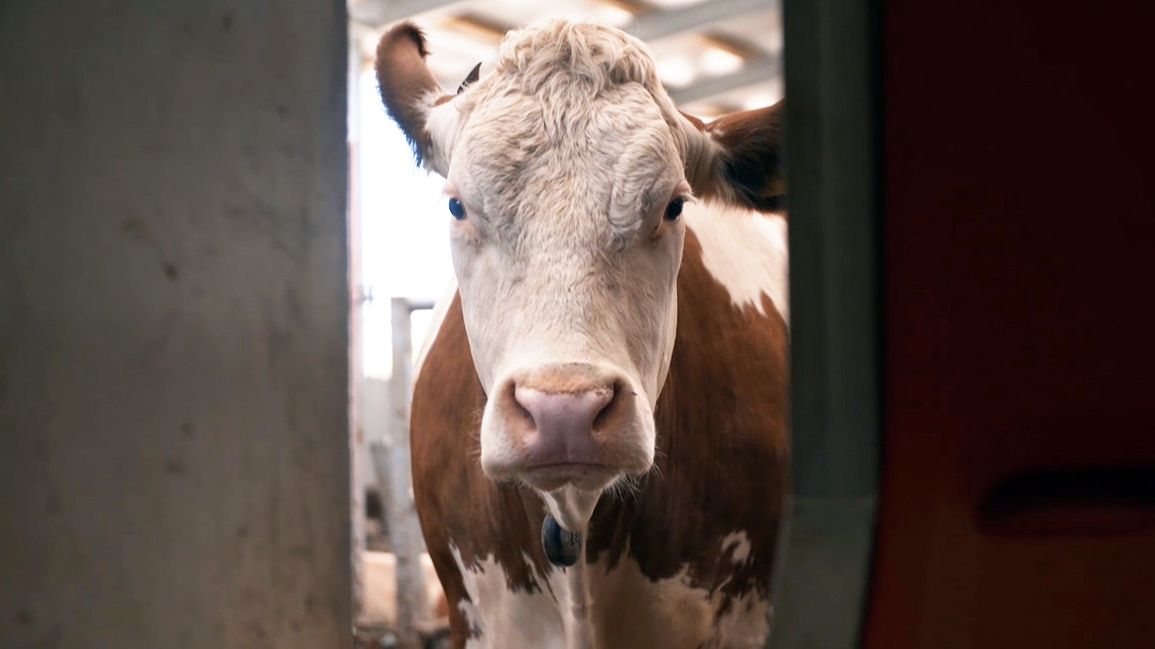 Funktioniert Kuhe Trockenzustellen Auch Ohne Antibiotika Br24