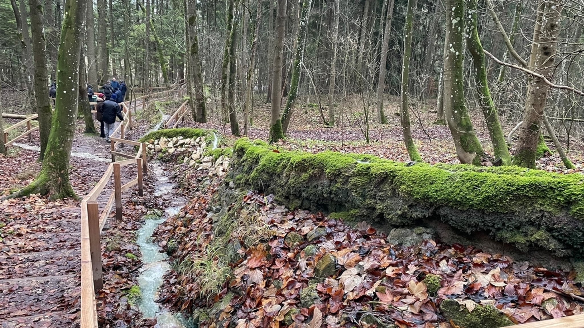 Zu sehen ist die Steinerne Rinne, die durch einen Wald führt.