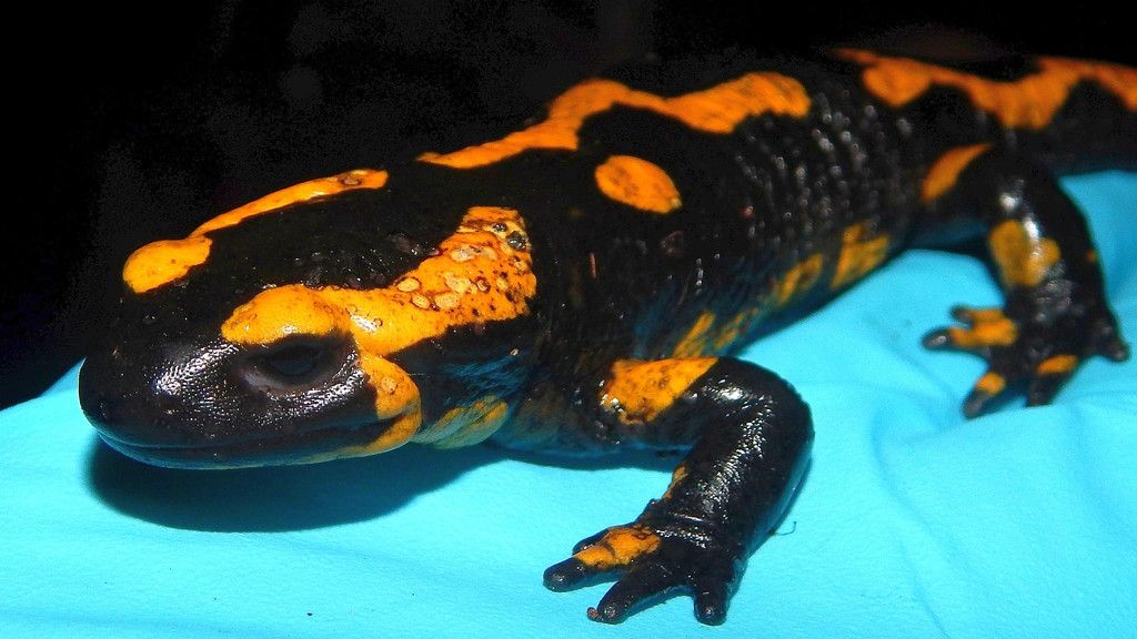 Dieser Salamander ist von Bsal befallen: Seine Haut wirkt wie angefressen - daher auch die Bezeichnung "Salamanderfresser-Pilz".