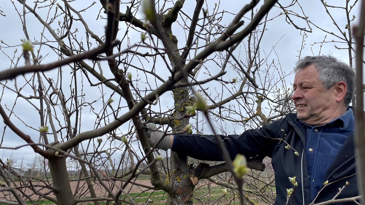 Hubert Siegler von der Landesanstalt in Veitshöchheim überprüft die Obstbäume.