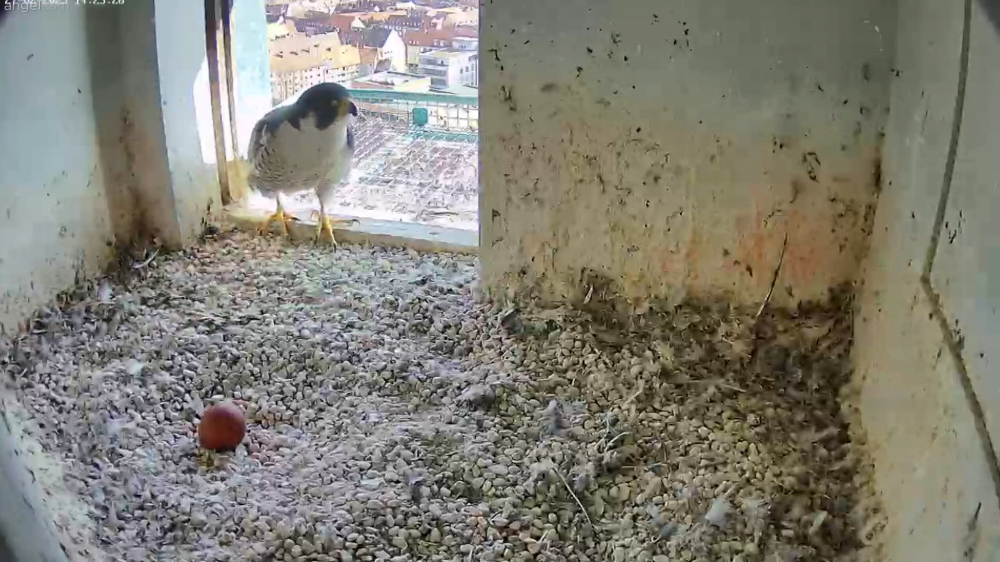 Wanderfalke und ein Ei im Sinwellturm der Nürnberger Kaiserburg