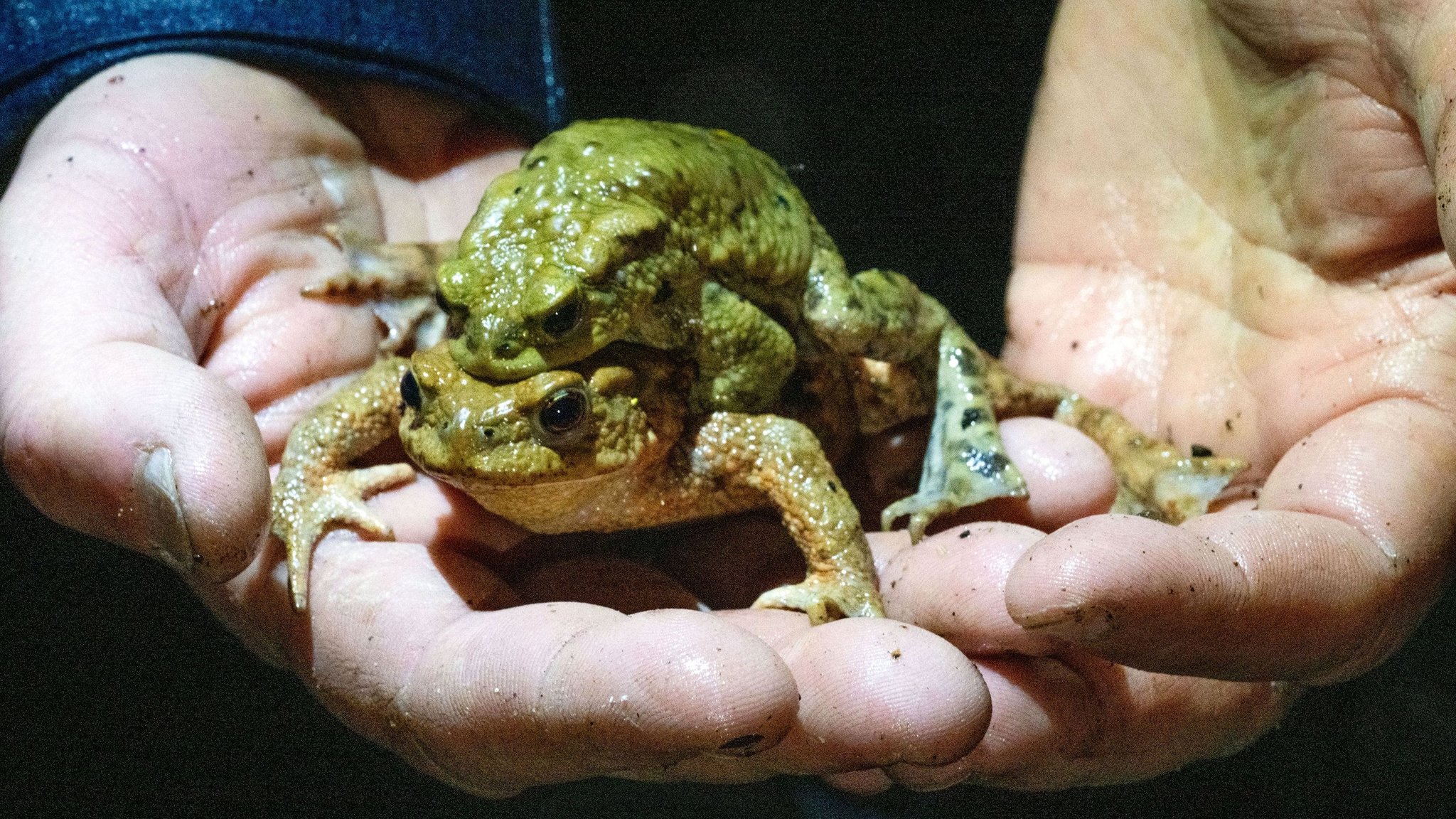 Symbolbild: Hände halten zwei Kröten